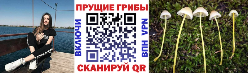 купить закладку  Томилино  Галлюциногенные грибы Magic Shrooms 